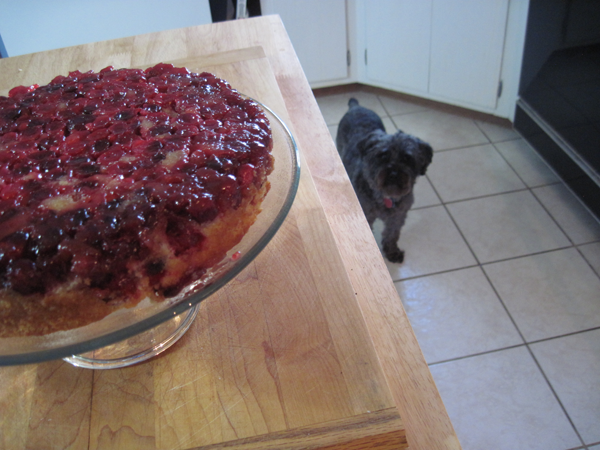 cranberry-ud-cake-w-dog